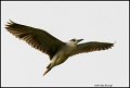 _1SB5753 black-crowned night-heron